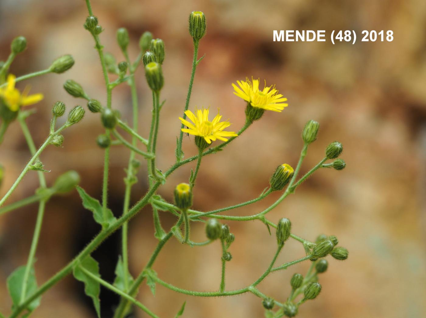 Hawkweed, [Branched] flower